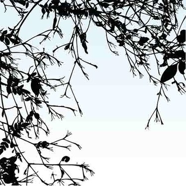 Branch
