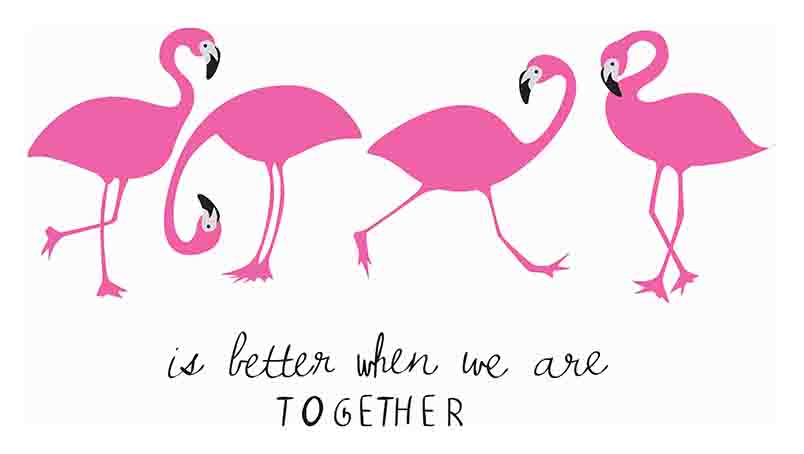 Flamingos