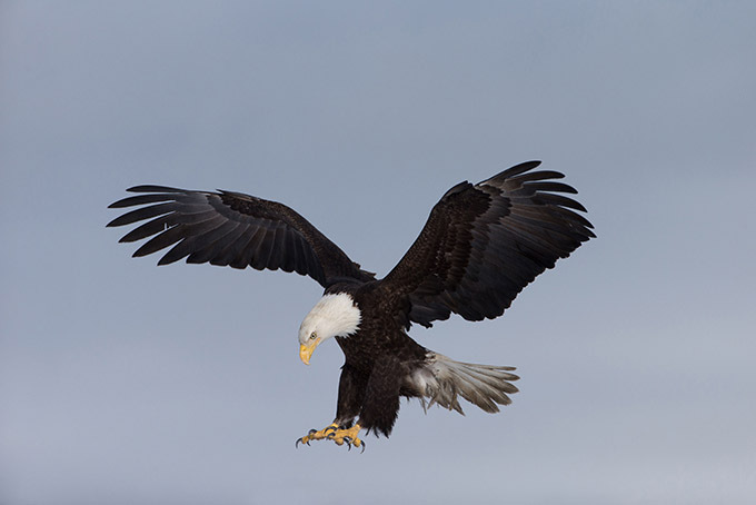 eagle